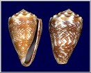 Conus miliaris milaris Hwass in Bruguire, 1792