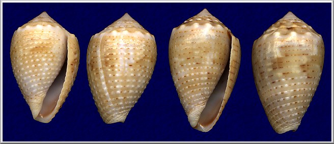 Conus coronatus Gmelin, 1791