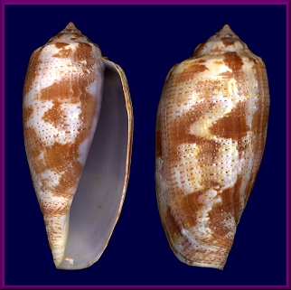 Conus tulipa Linnaeus, 1758