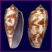 Conus tulipa Linnaeus, 1758