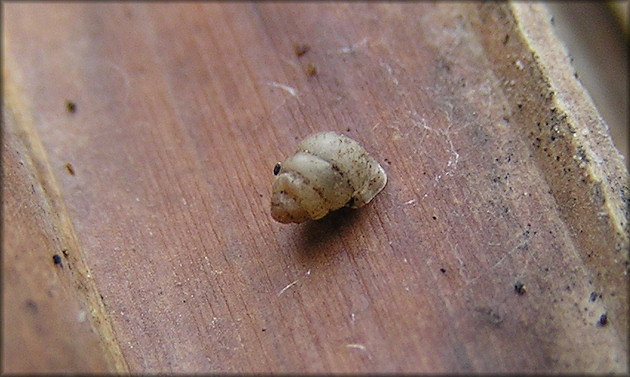 Gastrocopta contracta (Say, 1822) Bottleneck Snaggletooth In Situ