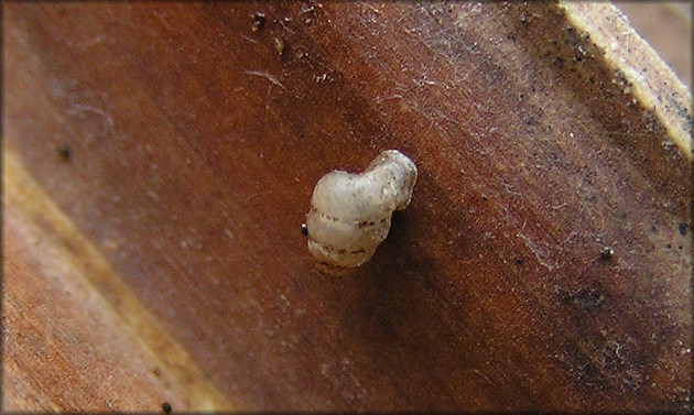 Gastrocopta contracta (Say, 1822) Bottleneck Snaggletooth In Situ