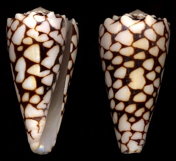 Conus marmoreus Linnaeus, 1758