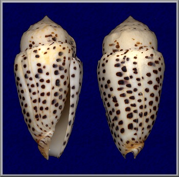 Conus pulicarius Hwass in Bruguire, 1792 Freak