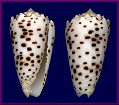 Conus pulicarius Hwass in Bruguire, 1792