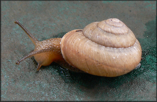 Bradybaena similaris (Frussac, 1821) Asian Tramp Snail