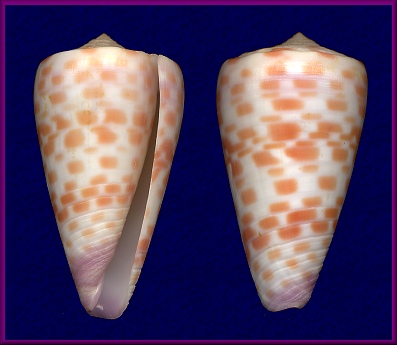 Conus tessulatus Born, 1778