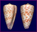 Conus tessulatus Born, 1778