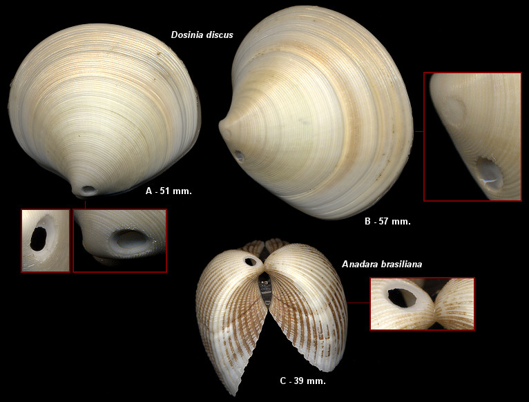 Neverita duplicata (Say, 1822) Drill Holes