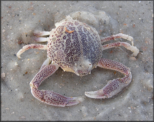 Persephona mediterranea Mottled Purse Crab