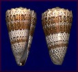 Conus imperialis Linnaeus, 1758