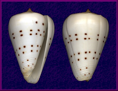 Conus eburneus Hwass in Bruguire, 1792