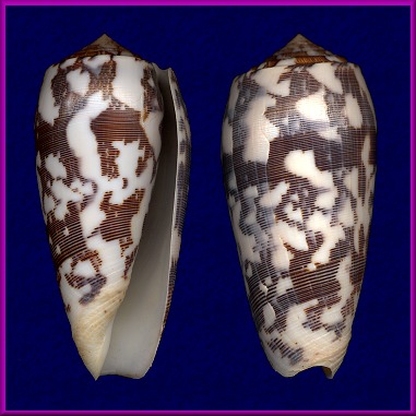 Conus striatus Linnaeus, 1758