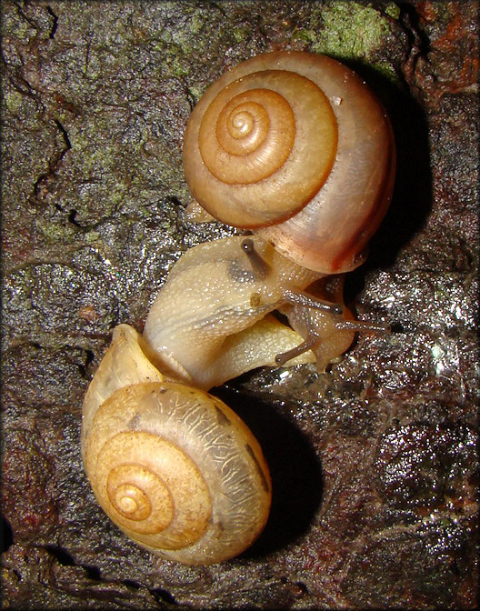 Bradybaena similaris (Frussac, 1821) Mating