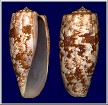 Conus geographus Linnaeus, 1758