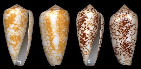 Conus omaria Hwass in Bruguière, 1792
