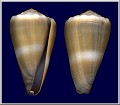 Conus lividus Hwass in Bruguire, 1792