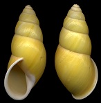 Amphidromus chloris (Reeve, 1848)