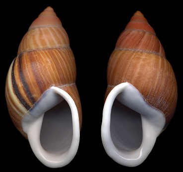 Amphidromus heerianus (L. Pfeiffer, 1871)