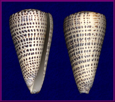 Conus leopardus (Rding, 1798)