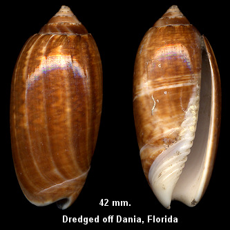 Oliva fulgurator (Rding, 1798) form formosa Marrat, 1870