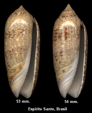 Oliva fulgurator (Rding, 1798) form circinata Marrat, 1871