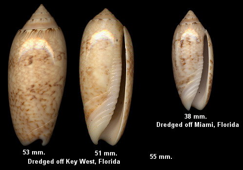 Oliva fulgurator (Rding, 1798) form bifasciata Kuster, 1878