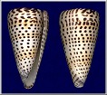 Conus litteratus Linnaeus, 1758