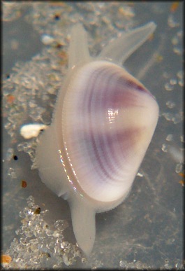 Donax fossor Say, 1822 Fossor Coquina