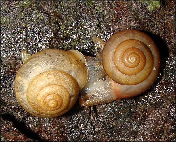 Bradybaena similaris (Frussac, 1821) Mating