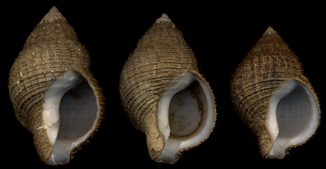 Argobuccinum scabrum (King, 1832)