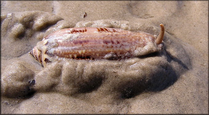 Oliva sayana Ravenel, 1834 Mud Colony Specimen