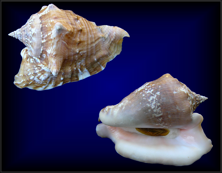 Lobatus raninus (Gmelin, 1791) Hawkwing Conch