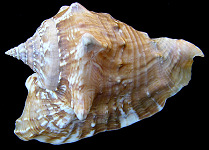 Lobatus raninus (Gmelin, 1791) Hawkwing Conch