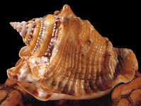 Lobatus raninus (Gmelin, 1791) Hawkwing Conch