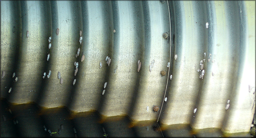 Pomacea diffusa Egg Clutches On Culvert Near The Post Office