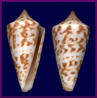 Conus gradatus Wood, 1828