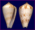 Conus perplexus G. B. Sowerby II, 1857