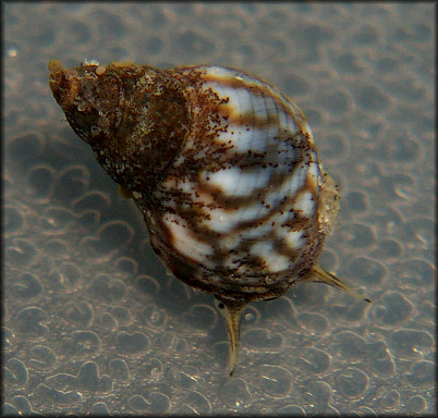 Echinolittorina placida Reid, 2009 Interrupted Periwinkle