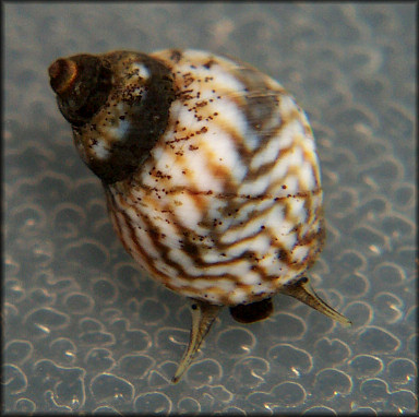 Echinolittorina placida Reid, 2009 Interrupted Periwinkle