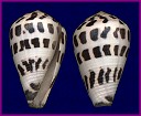 Conus ebraeus Linnaeus, 1758