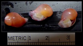 Volutopsius fragilis (Dall, 1891) egg capsule and embryos
