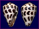 Conus ebraeus Linnaeus, 1758