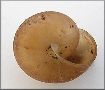 Praticolella jejuna (Say, 1821) Florida Scrubsnail