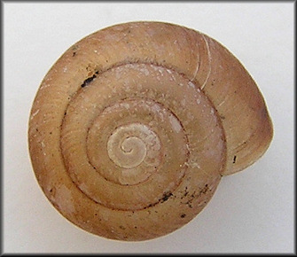 Praticolella jejuna (Say, 1821) Florida Scrubsnail