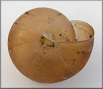 Praticolella jejuna (Say, 1821) Florida Scrubsnail