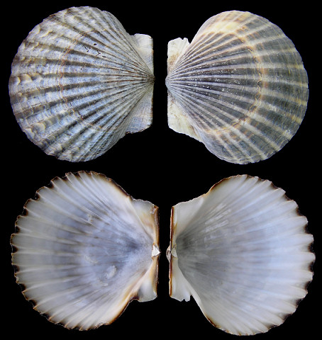 Argopecten irradians irradians (Lamarck, 1819)