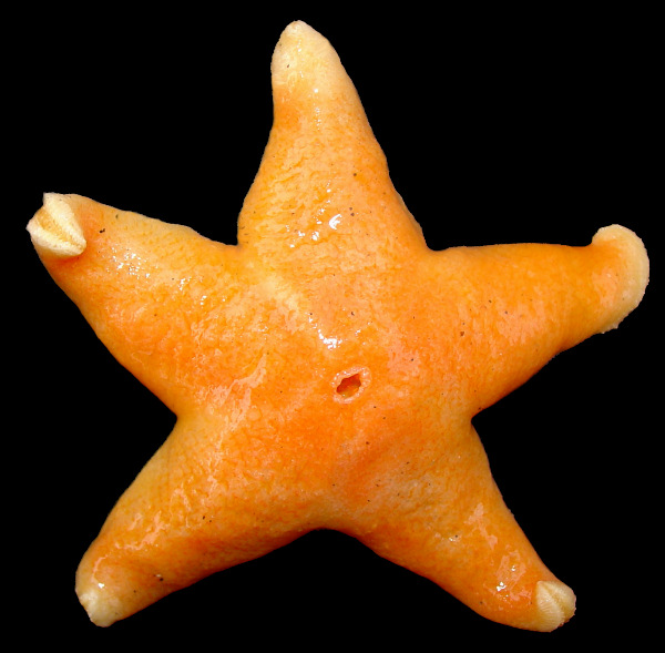 Pteraster militaris (Mller, 1776) "Wrinkled Star"