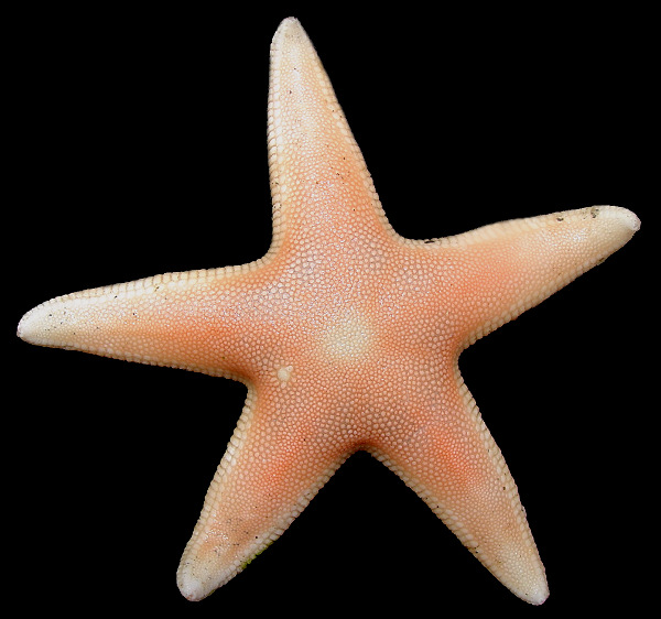 Leptychaster arcticus (Sars, 1851) Arctic Sand Star