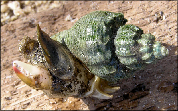 Melongena corona Having A Crab Claw Dinner